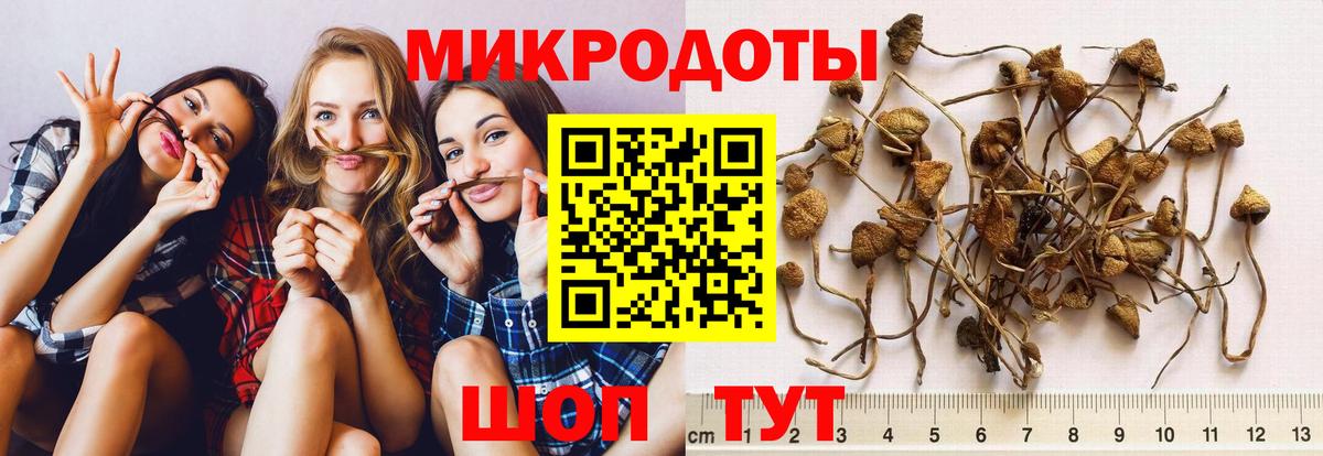 Галлюциногенные грибы Psilocybe Зеленокумск